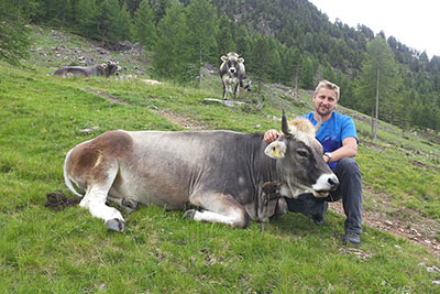 Mucca grigio-alpina